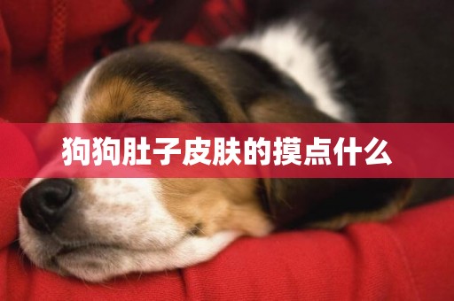 狗狗肚子皮膚的摸點什么