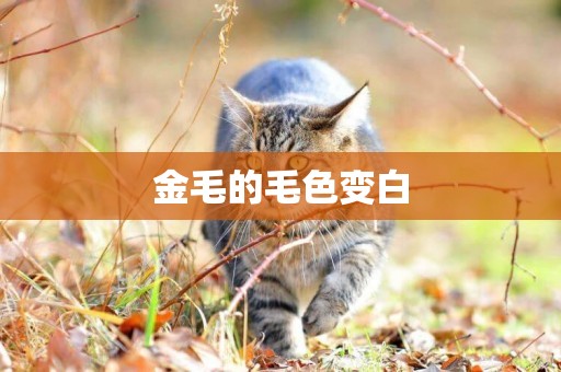 金毛的毛色變白