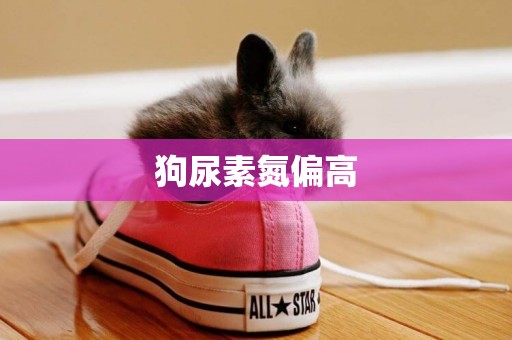 狗尿素氮偏高