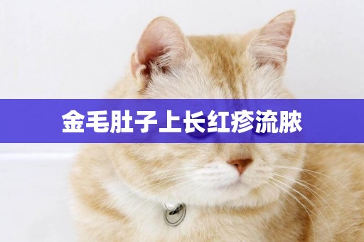 金毛肚子上長紅疹流膿