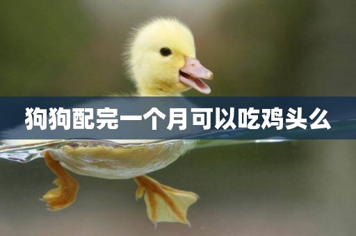 狗狗配完一個月可以吃雞頭么