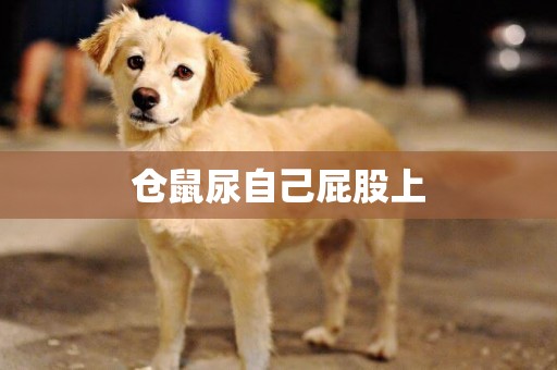 倉鼠尿自己屁股上