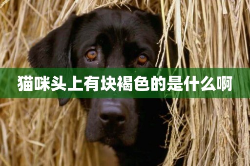貓咪頭上有塊褐色的是什么啊