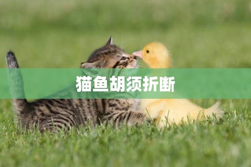 貓魚胡須折斷
