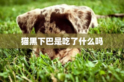 貓黑下巴是吃了什么嗎