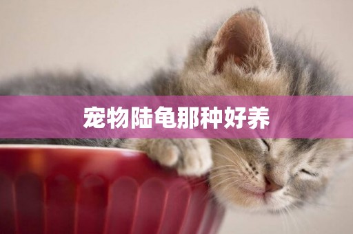 寵物陸龜那種好養