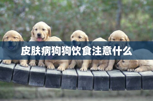 皮膚病狗狗飲食注意什么