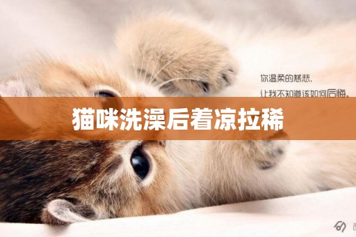 貓咪洗澡后著涼拉稀
