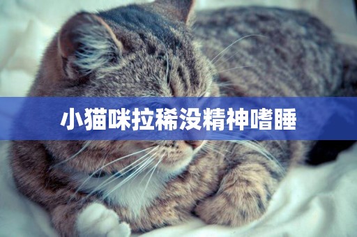 小貓咪拉稀沒精神嗜睡