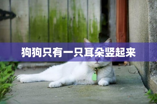 狗狗只有一只耳朵豎起來