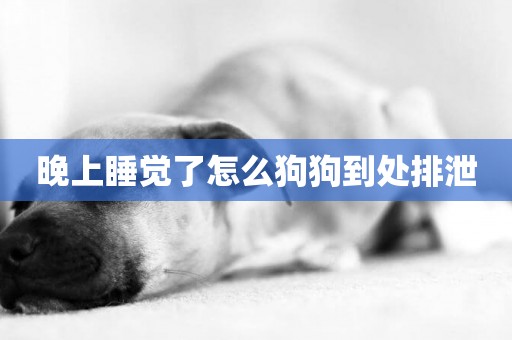 晚上睡覺了怎么狗狗到處排泄