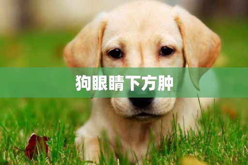 狗眼睛下方腫