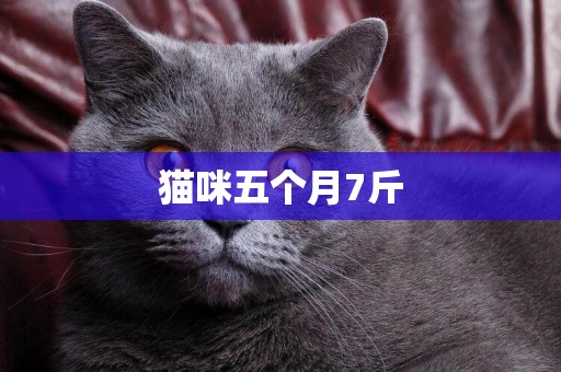 貓咪五個月7斤