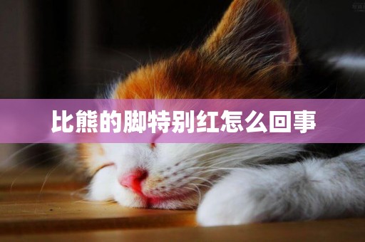 比熊的腳特別紅怎么回事
