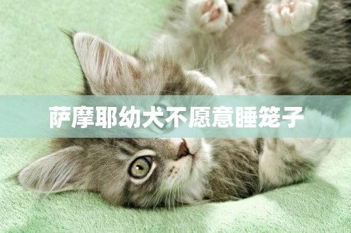 薩摩耶幼犬不愿意睡籠子