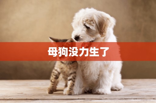 母狗沒力生了