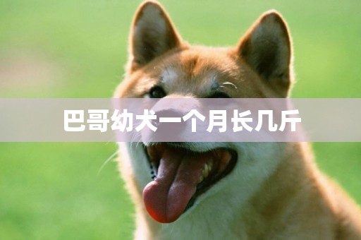 巴哥幼犬一個月長幾斤