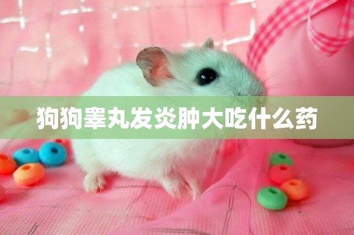 狗狗睪丸發炎腫大吃什么藥