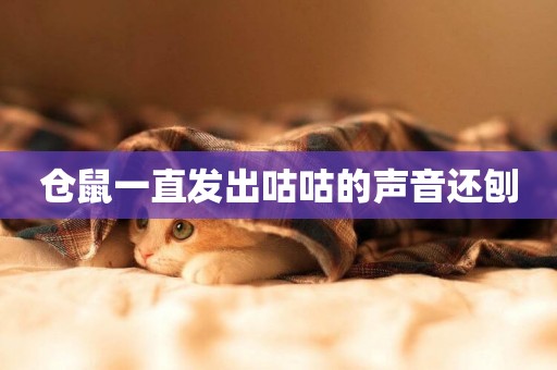 倉鼠一直發出咕咕的聲音還刨