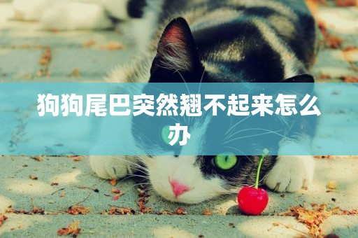 狗狗尾巴突然翹不起來怎么辦