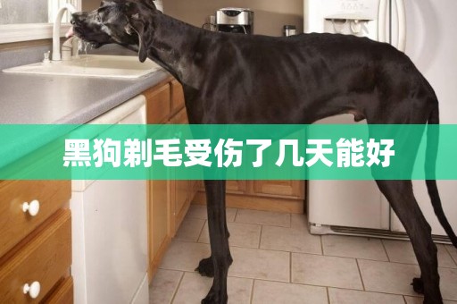 黑狗剃毛受傷了幾天能好