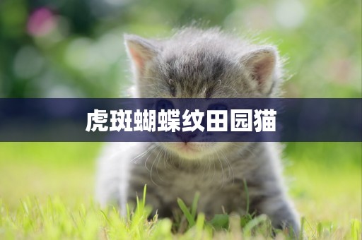 虎斑蝴蝶紋田園貓
