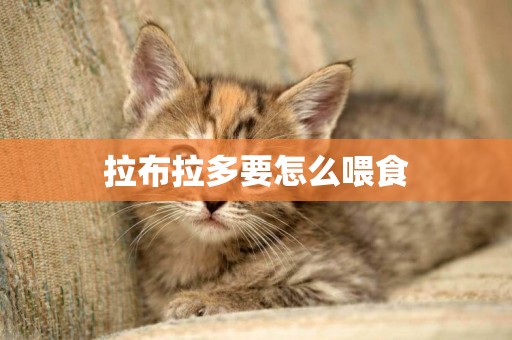 拉布拉多要怎么喂食