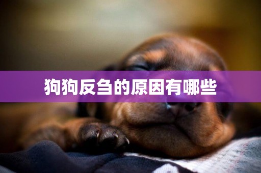 狗狗反芻的原因有哪些