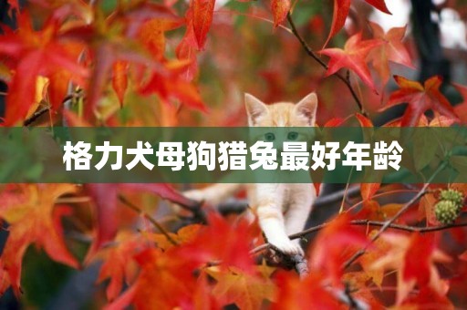 格力犬母狗獵兔最好年齡