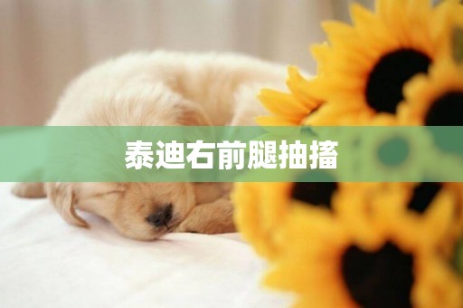 泰迪右前腿抽搐