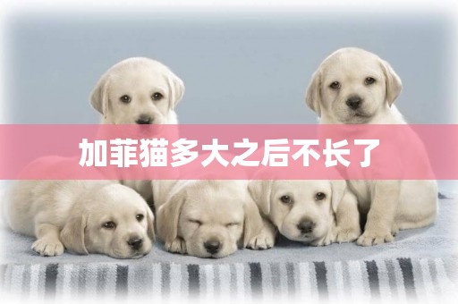 加菲貓多大之后不長了