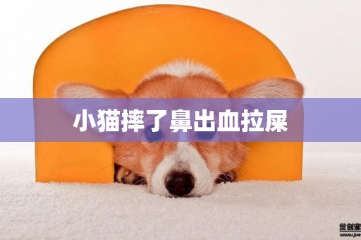小貓摔了鼻出血拉屎
