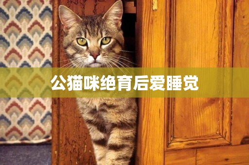 公貓咪絕育后愛睡覺