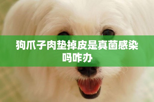 狗爪子肉墊掉皮是真菌感染嗎咋辦