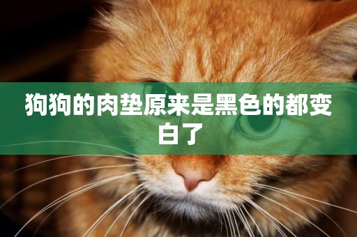 狗狗的肉墊原來是黑色的都變白了