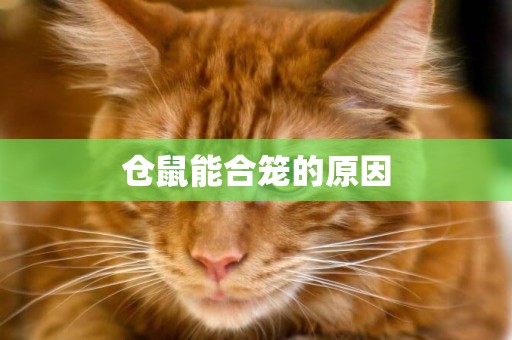 倉鼠能合籠的原因