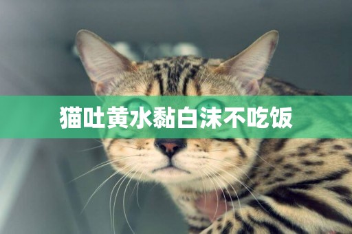 貓吐黃水黏白沫不吃飯