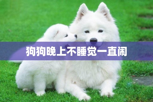 狗狗晚上不睡覺一直鬧