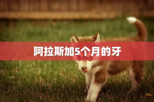 阿拉斯加5個月的牙