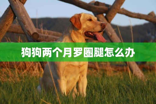 狗狗兩個月羅圈腿怎么辦