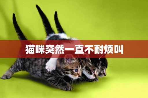 貓咪突然一直不耐煩叫