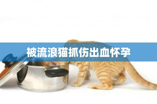 被流浪貓抓傷出血懷孕