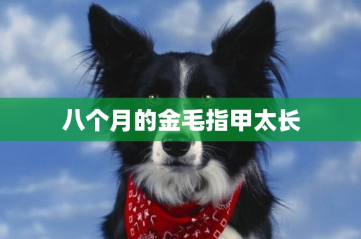 八個月的金毛指甲太長