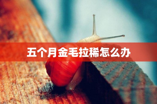 五個月金毛拉稀怎么辦