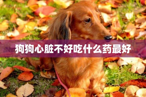 狗狗心臟不好吃什么藥最好
