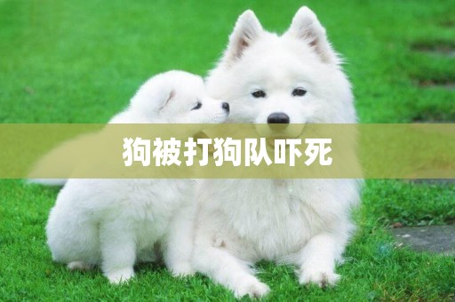 狗被打狗隊嚇死