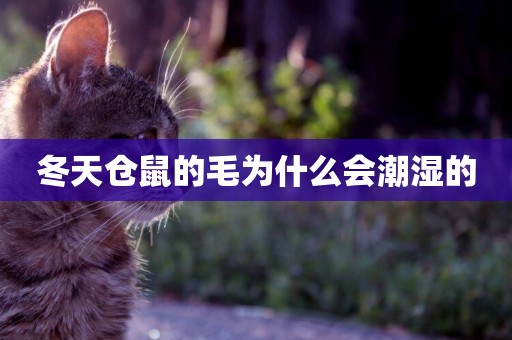 冬天倉鼠的毛為什么會潮濕的