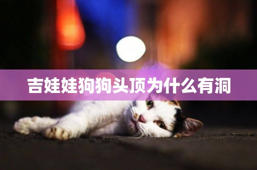 吉娃娃狗狗頭頂為什么有洞