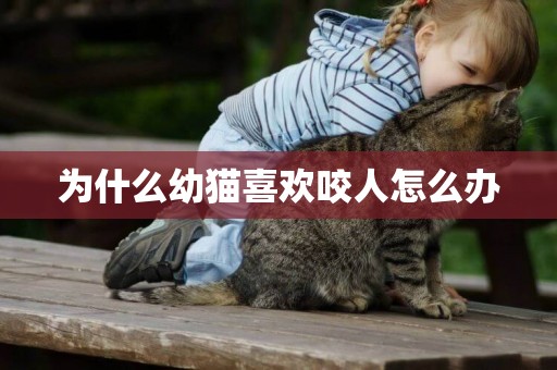 為什么幼貓喜歡咬人怎么辦