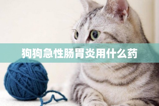 狗狗急性腸胃炎用什么藥